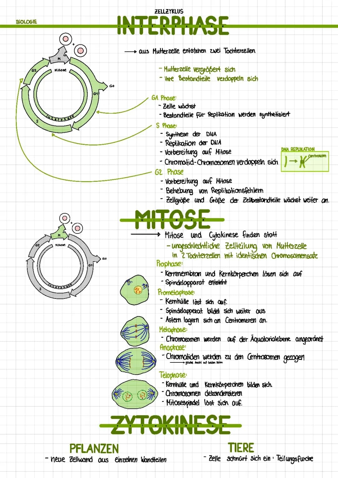 Mitose & Meiose