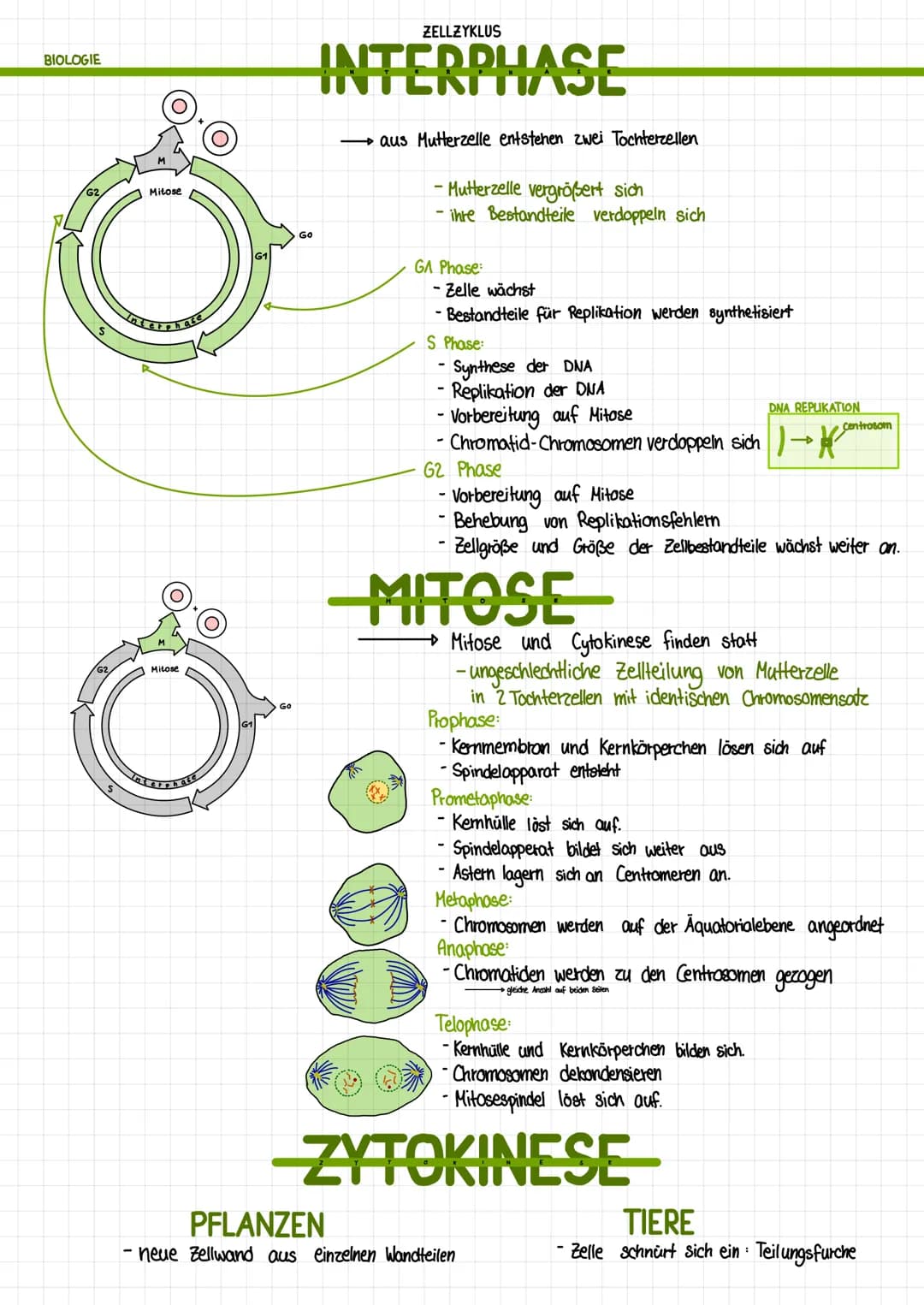 BIOLOGIE
G2
Mitose
Mitose
ZELLZYKLUS
INTERPHASE
aus Mutterzelle entstehen zwei Tochterzellen
zon
-Mutterzelle vergrößert sich
- ihre Bestand