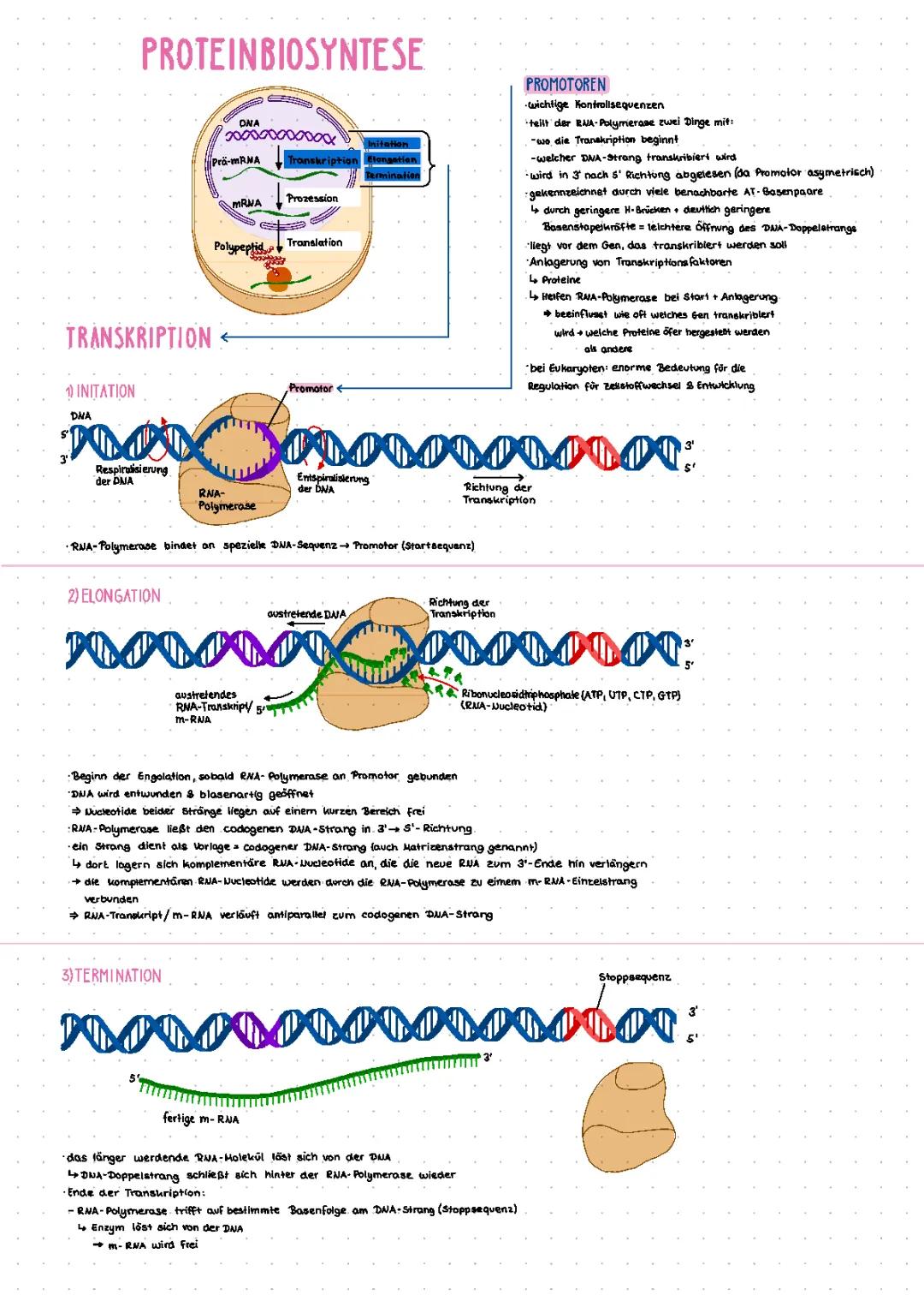 Wie funktioniert die Proteinbiosynthese? - RNA-Polymerase und Kontrollsequenzen erklärt