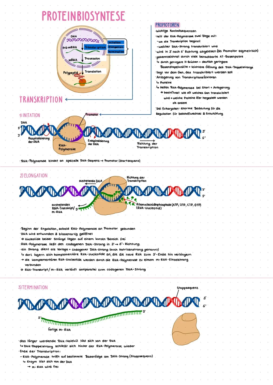 PROTEINBIOSYNTESE
TRANSKRIPTION
1) INITATION
DNA
PLAN
Respiralisierung
der DNA
2) ELONGATION
POJI
DNA
Prä-mRNA
3) TERMINATION
mRNA Prozessio