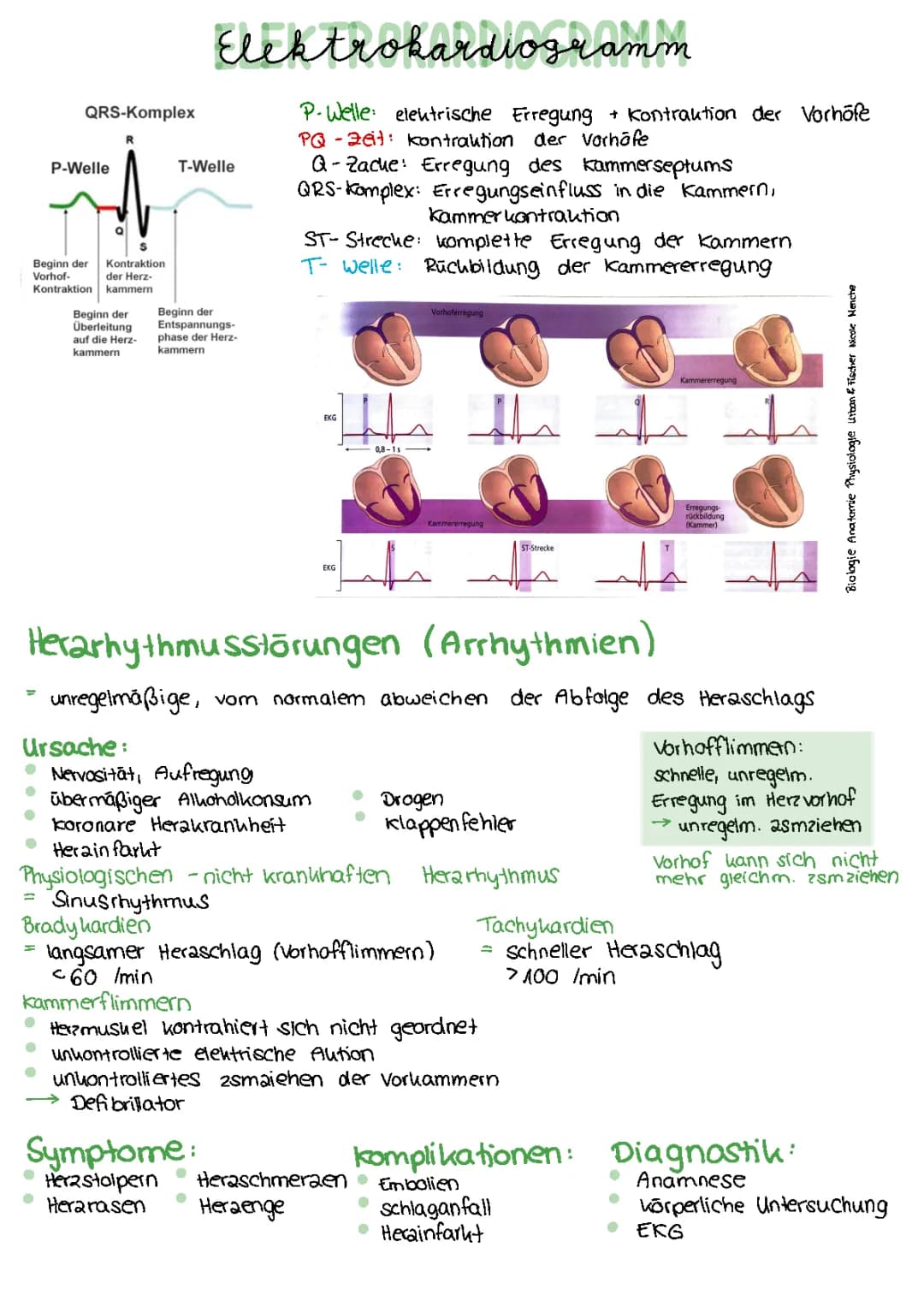 EKG + Arrhythmien (Herzrhythmusstörungen)