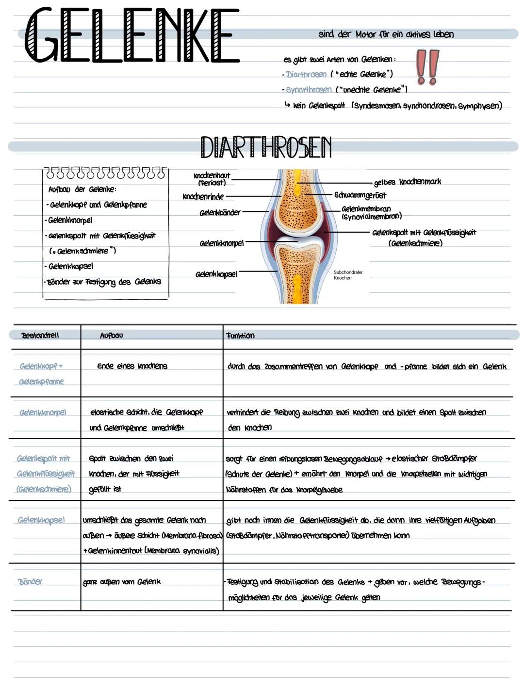 Gelenke - allgemeine Anatomie 
