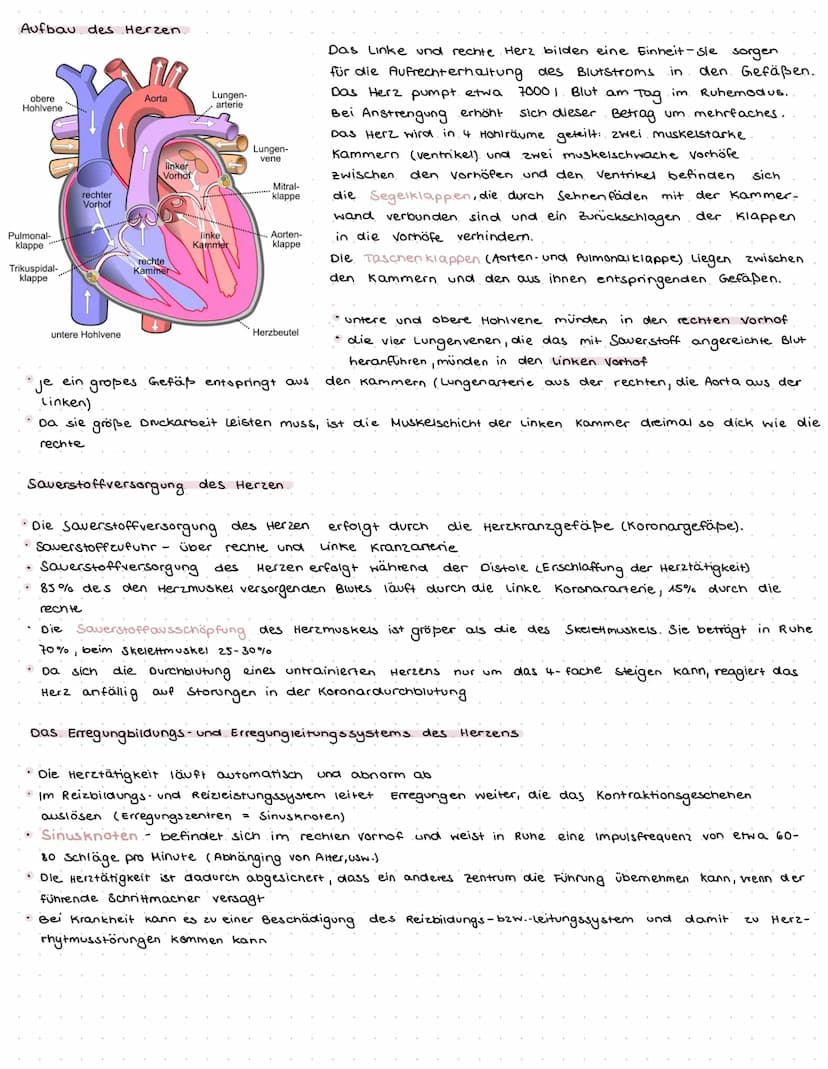herzkreislauf
Herz-Kreislaufsystem
Allgemein
• Das Herz-Kreislaufsystem verbindet alle Organe des Körpers miteinander
• Die Hauptaufgabe lie