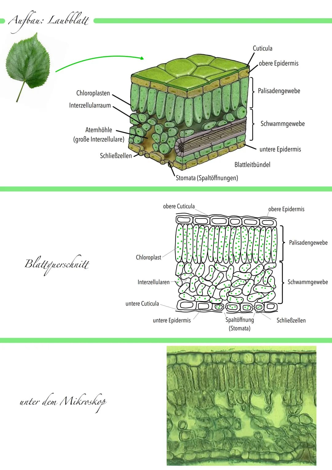 »Aufban: Laubblatt
Chloroplasten
Interzellularraum
Atemhöhle
(große Interzellulare)
Blattfuerschnitt
Schließzellen
unter dem Mikroskop
Chlor