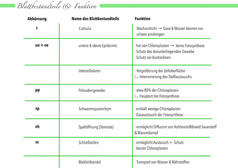»Aufban: Laubblatt
Chloroplasten
Interzellularraum
Atemhöhle
(große Interzellulare)
Blattfuerschnitt
Schließzellen
unter dem Mikroskop
Chlor