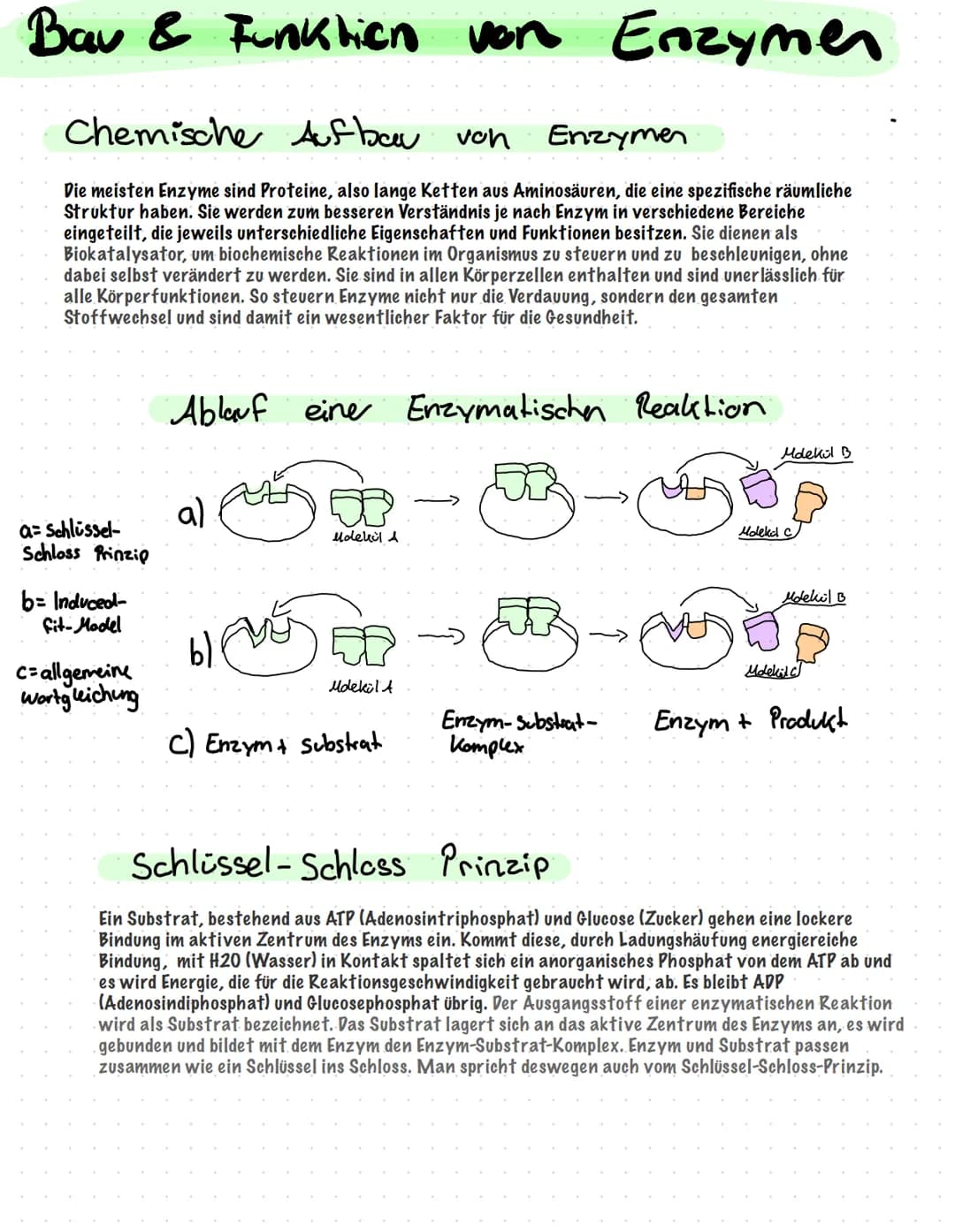 Bau & Funktion von Enzymen
Chemische Aufbau von Enzymen
Die meisten Enzyme sind Proteine, also lange Ketten aus Aminosäuren, die eine spezif