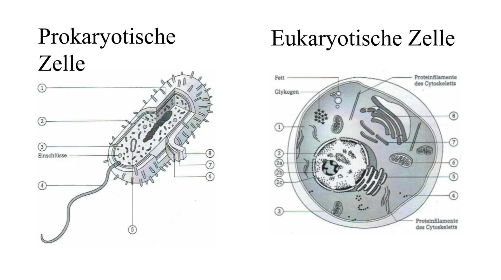Prokaryotische
Zelle
2
Einschlüsse
8
Eukaryotische Zelle
Fett
Glykogen
2
2a
(2b)
2c
Proteinfilamente
des Cytoskeletts
Proteinfilamente
des C