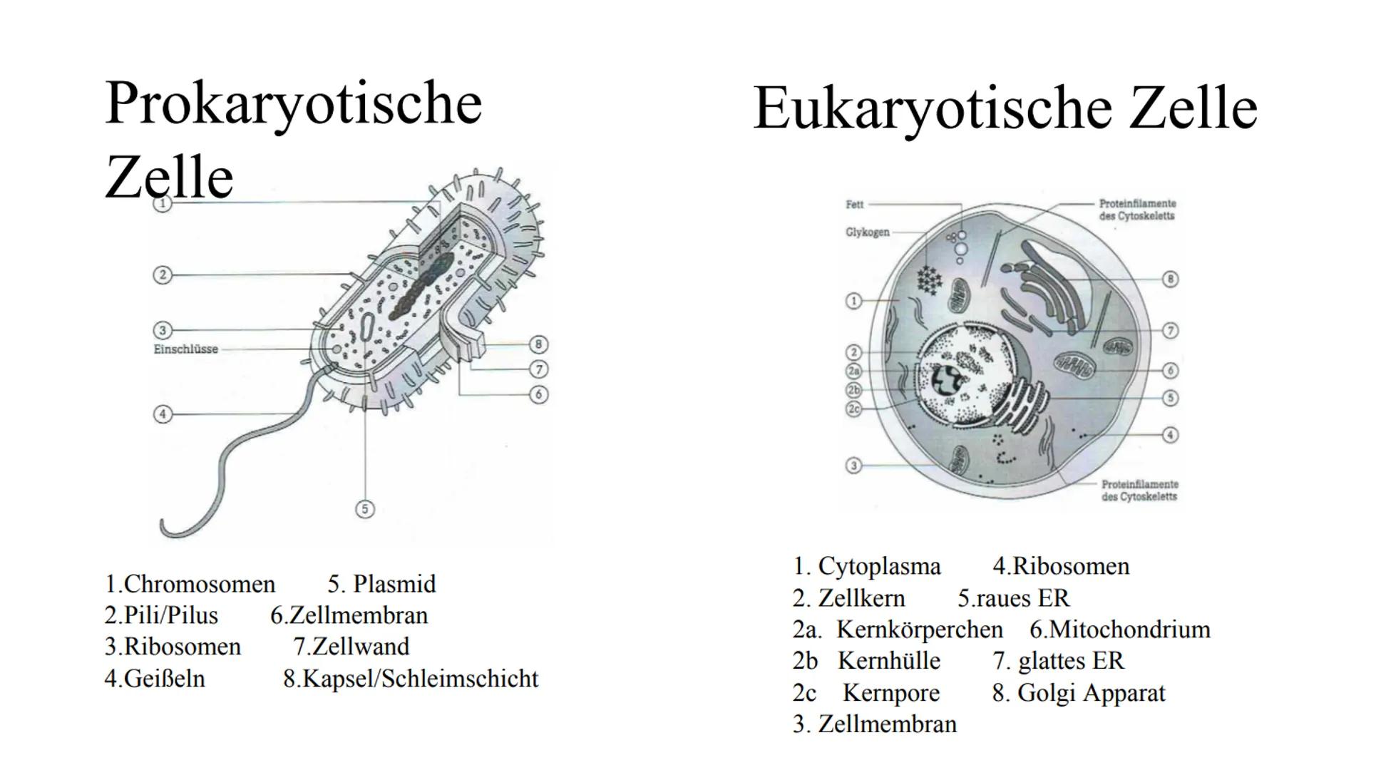 Prokaryotische
Zelle
2
Einschlüsse
8
Eukaryotische Zelle
Fett
Glykogen
2
2a
(2b)
2c
Proteinfilamente
des Cytoskeletts
Proteinfilamente
des C