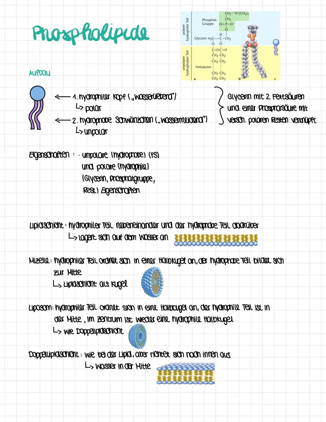 # Phospholipide

Aufbau

<1. hydrophier kopf (,, wasseruebend")

> polar

<2. hydrophobe schwänzchen (.. wassermeidena")

L> unpolar

Eigens