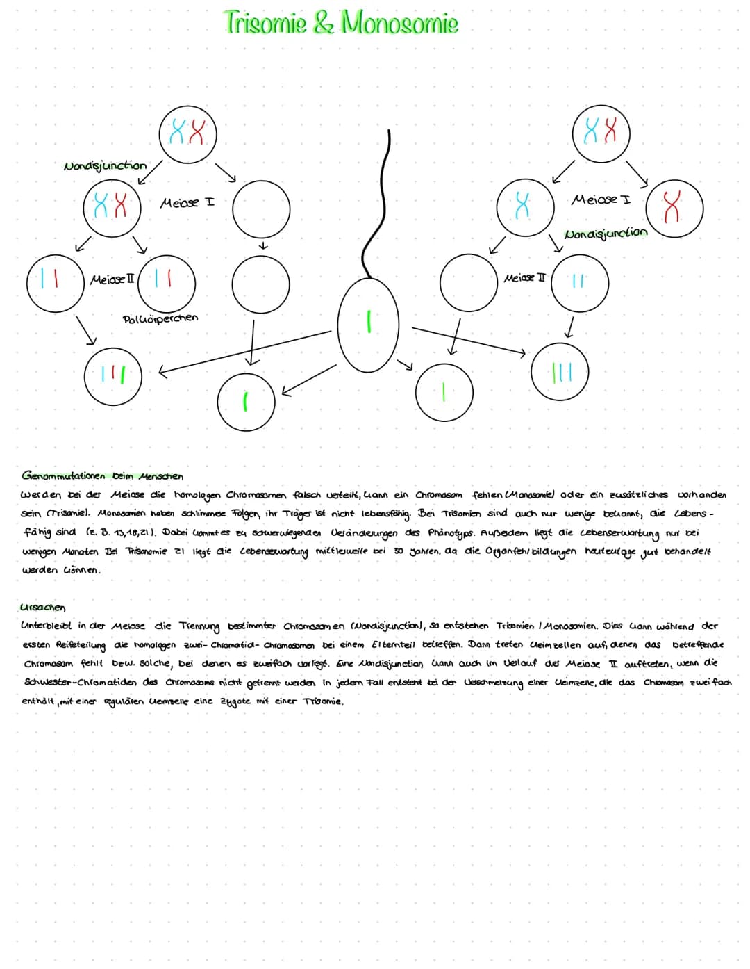 ||
Nondisjunction/
४४
Urso
88
Meiose I
Meiose II ||
·|||
Poluorperchen
Trisomie & Monosomie
↓
1
8
Meiase II
88
Meiase I
Non disjunction
||
|