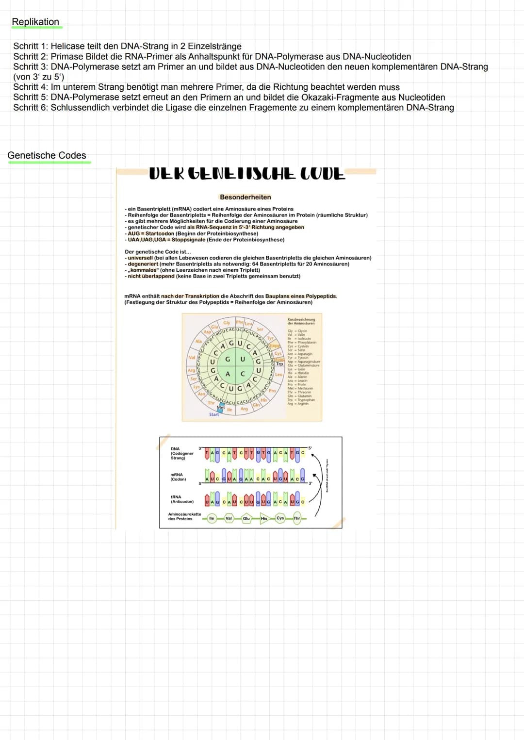 Replikation
Schritt 1: Helicase teilt den DNA-Strang in 2 Einzelstränge
Schritt 2: Primase Bildet die RNA-Primer als Anhaltspunkt für DNA-Po