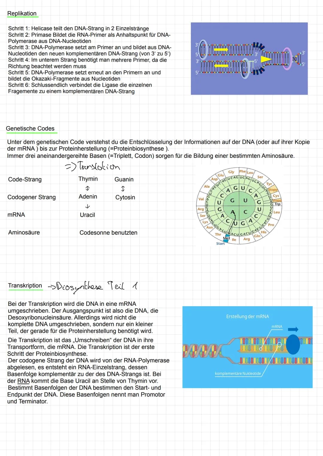 Replikation
Schritt 1: Helicase teilt den DNA-Strang in 2 Einzelstränge
Schritt 2: Primase Bildet die RNA-Primer als Anhaltspunkt für DNA-Po