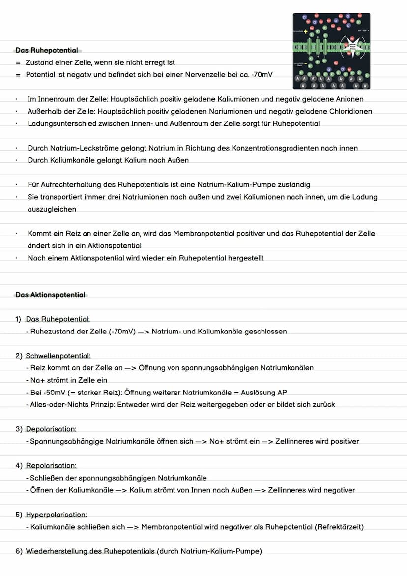Definition Evolution
= Evolution ist die Entstehung und Veränderung von Lebewesen durch verschiedene Faktoren.
Evolution
Evolutionstheorien 