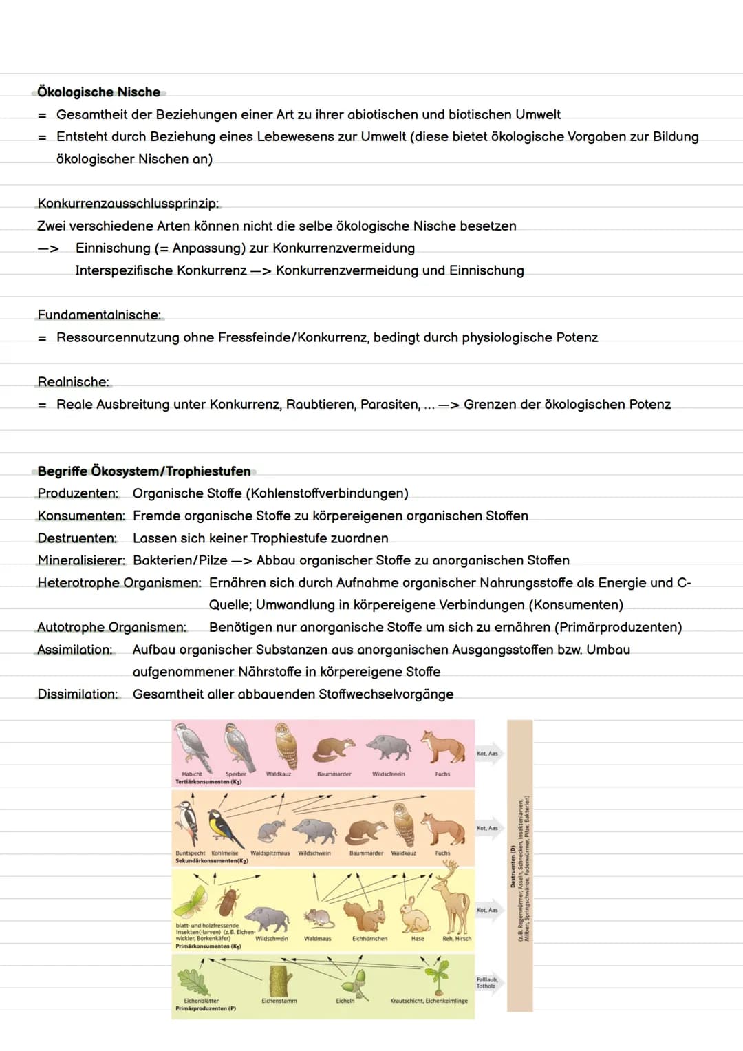 Definition Evolution
= Evolution ist die Entstehung und Veränderung von Lebewesen durch verschiedene Faktoren.
Evolution
Evolutionstheorien 