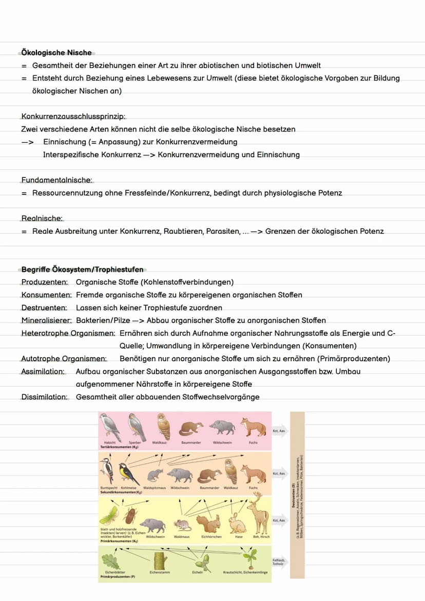 Definition Evolution
= Evolution ist die Entstehung und Veränderung von Lebewesen durch verschiedene Faktoren.
Evolution
Evolutionstheorien 