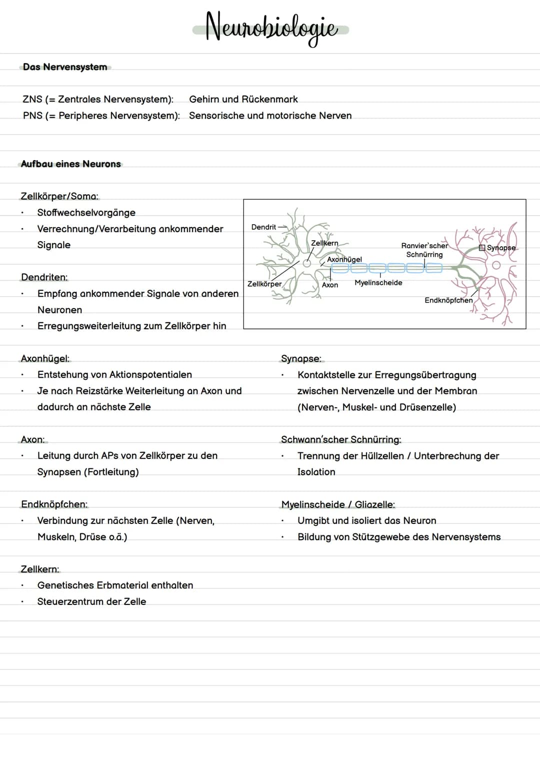 Definition Evolution
= Evolution ist die Entstehung und Veränderung von Lebewesen durch verschiedene Faktoren.
Evolution
Evolutionstheorien 