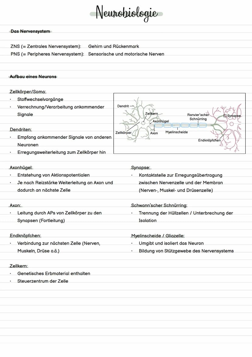 Definition Evolution
= Evolution ist die Entstehung und Veränderung von Lebewesen durch verschiedene Faktoren.
Evolution
Evolutionstheorien 