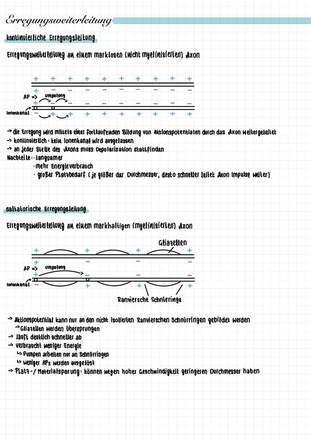 Erregungsweiterleitung
kontinuierliche Erregungsleitung
Erregungsweiterleitung an einem marklosen (nicht myelinisierten) Axon
lonenkanal
+
+