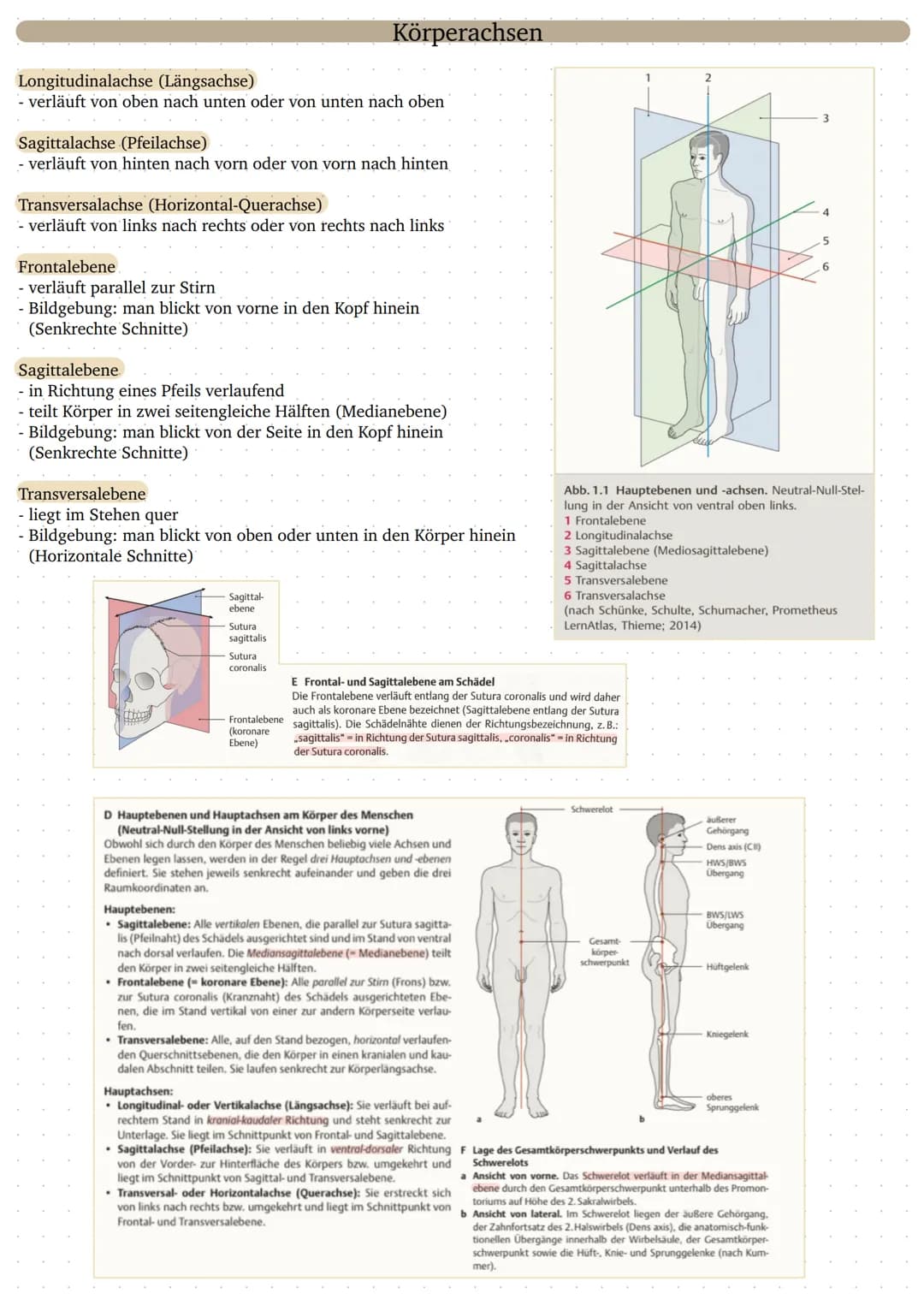 Longitudinalachse (Längsachse)
- verläuft von oben nach unten oder von unten nach oben
Sagittalachse (Pfeilachse)
- verläuft von hinten nach