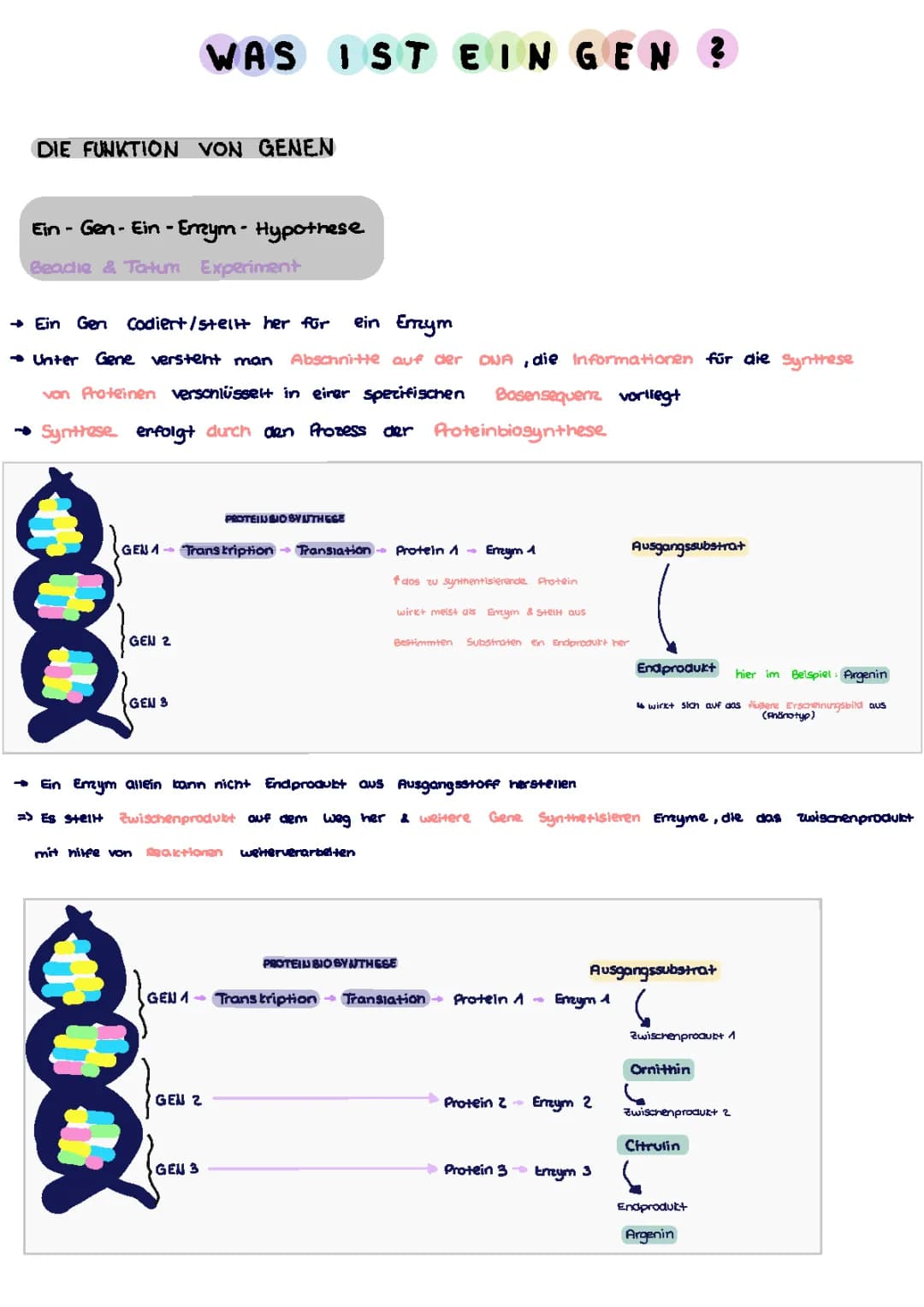 Ein-Gen-ein-Enzym-Hypothese einfach erklärt: Beispiele, Beadle & Tatum Experiment, Proteinbiosynthese und Mutationen