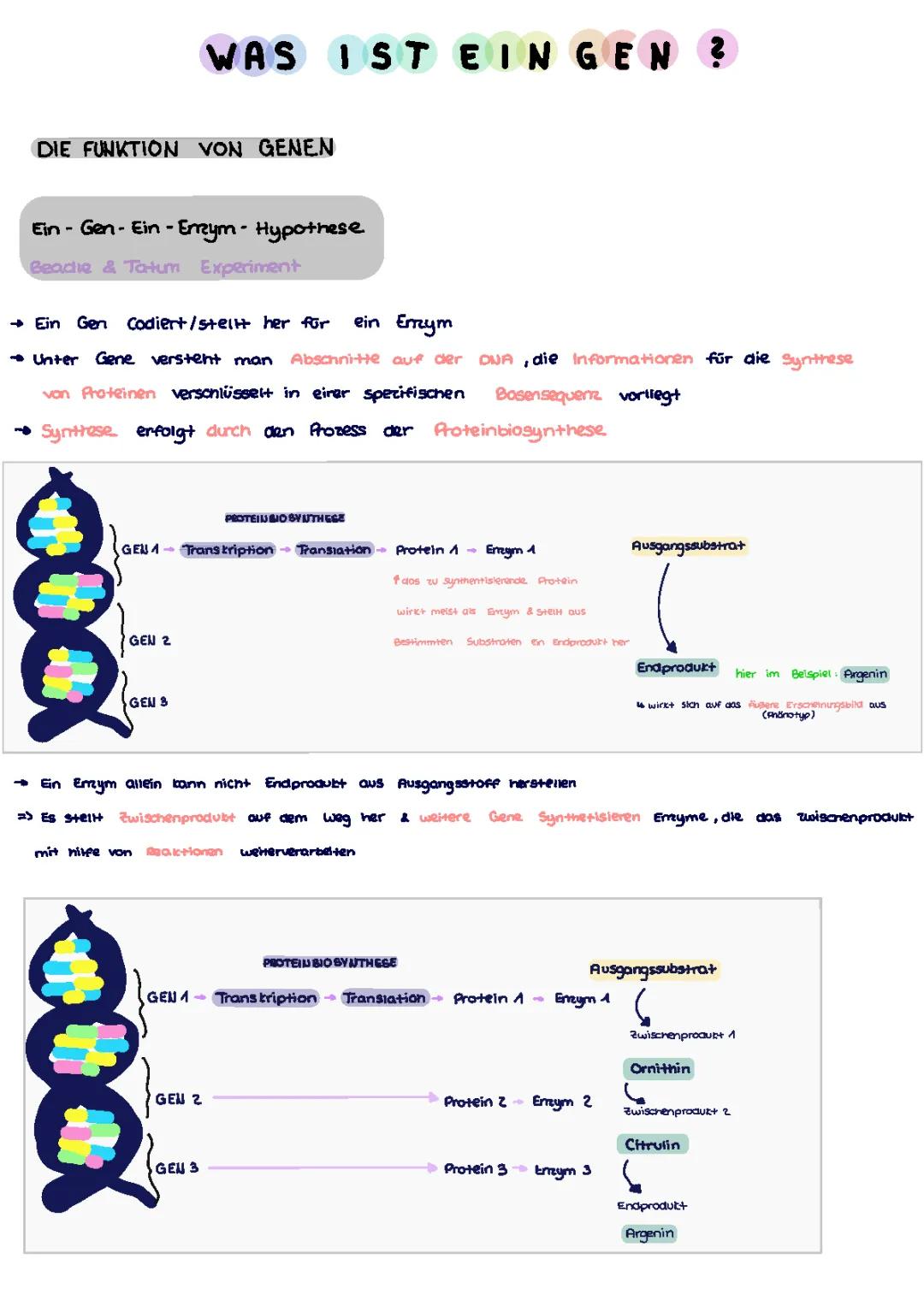 Ein-Gen-ein-Enzym-Hypothese einfach erklärt: Beadle & Tatum Experiment