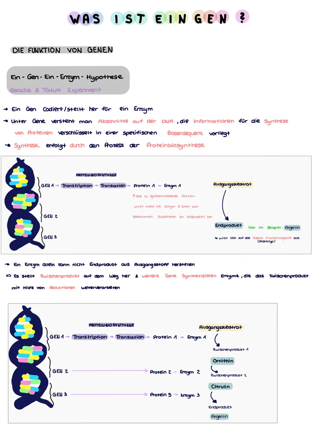 DIE FUNKTION VON GENEN
Ein - Gen - Ein-Emzym - Hypothese
Beadle & Tatum Experiment
WAS IST EIN GEN?
ein Enzym
→ Ein Gen Codiert/stellt her f