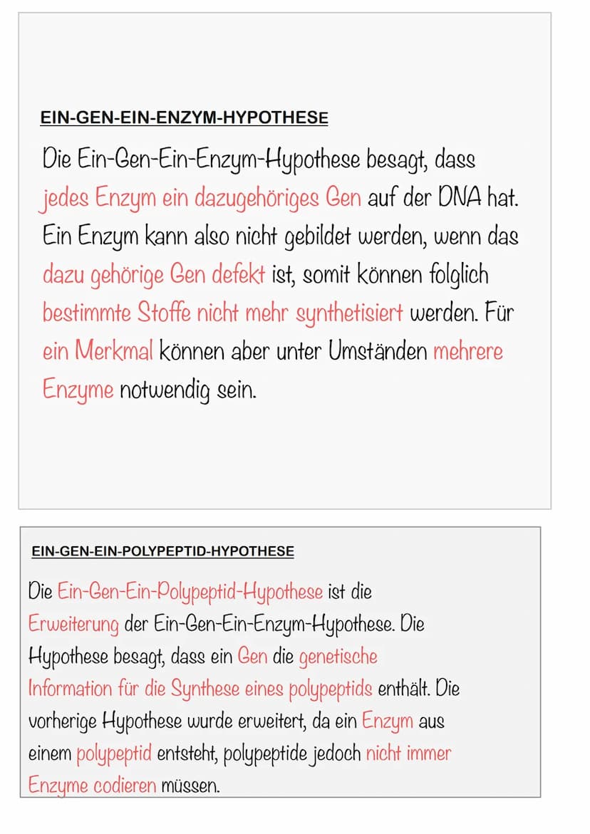 DIE FUNKTION VON GENEN
Ein - Gen - Ein-Emzym - Hypothese
Beadle & Tatum Experiment
WAS IST EIN GEN?
ein Enzym
→ Ein Gen Codiert/stellt her f