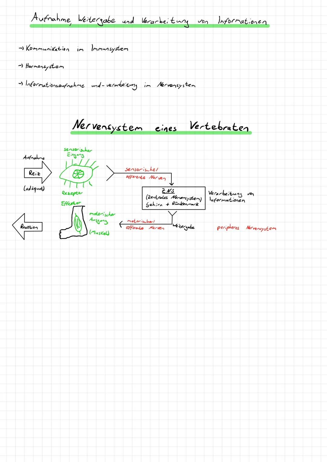 Nervenphysiologie
