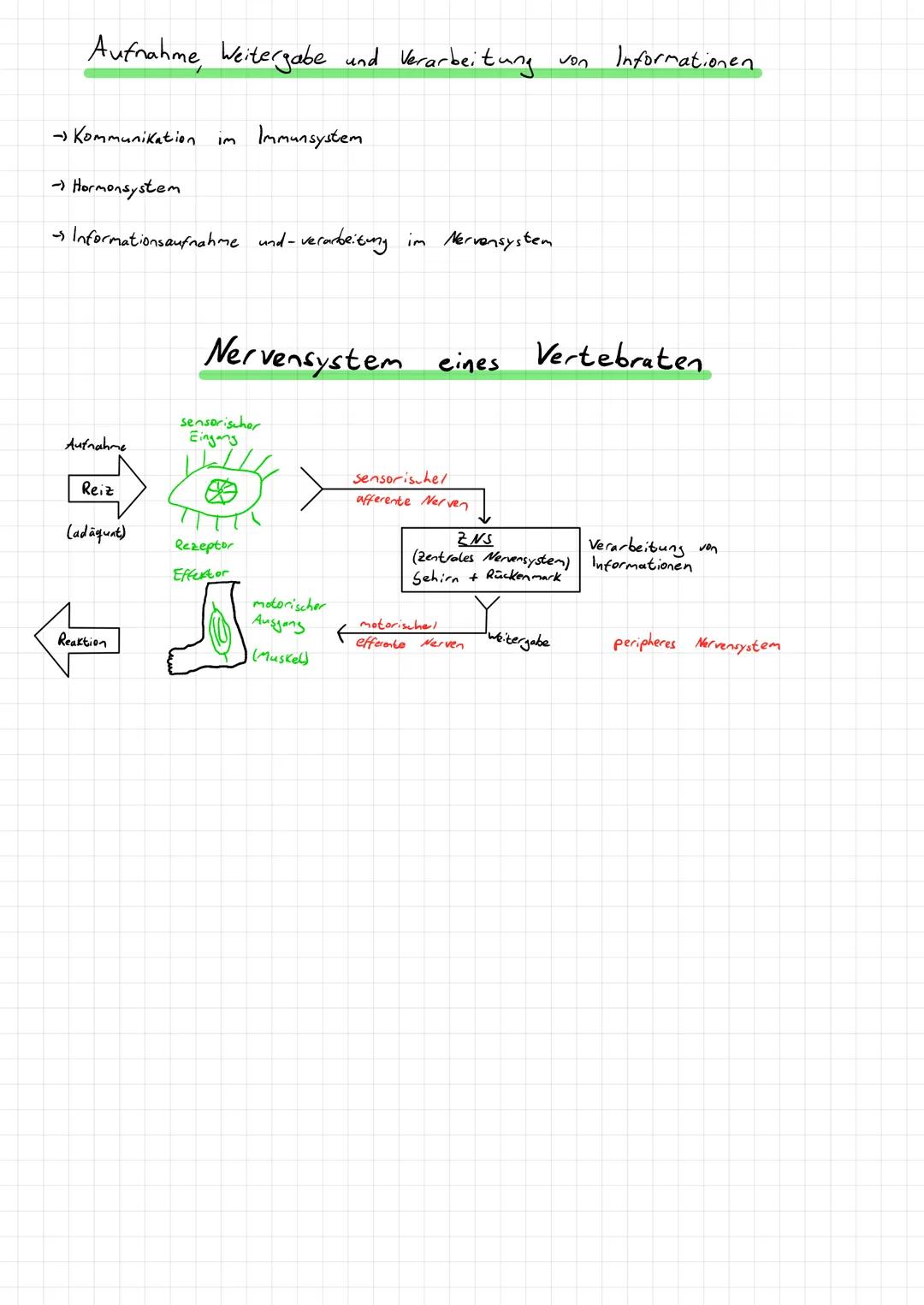 Aufnahme, Weitergabe und Verarbeitung von Informationen.
→Kommunikation
→ Hormonsystem
- Informationsaufnahme und -verarbeitung im Nervensys