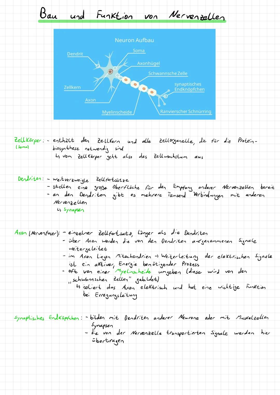 Aufnahme, Weitergabe und Verarbeitung von Informationen.
→Kommunikation
→ Hormonsystem
- Informationsaufnahme und -verarbeitung im Nervensys