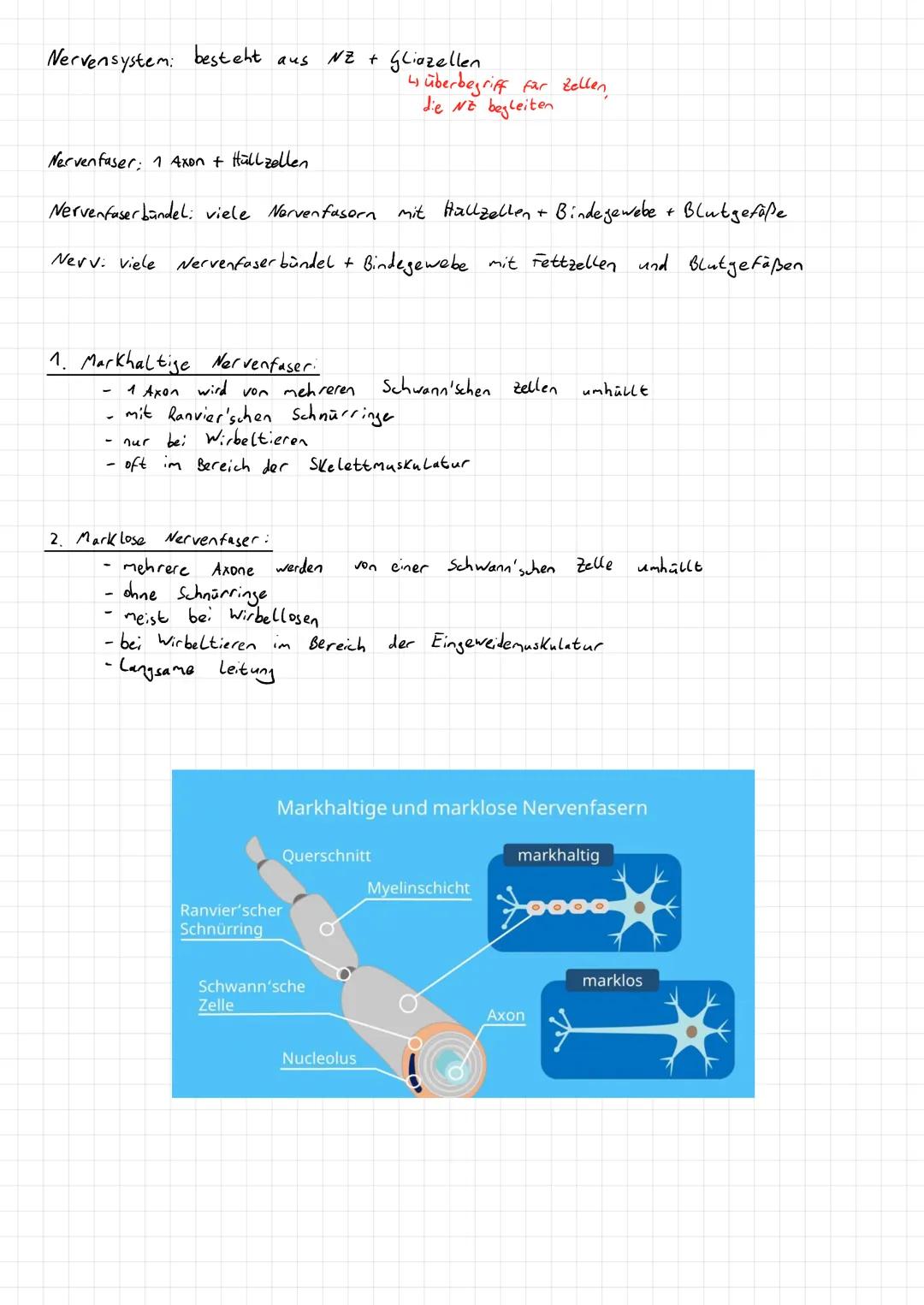 Aufnahme, Weitergabe und Verarbeitung von Informationen.
→Kommunikation
→ Hormonsystem
- Informationsaufnahme und -verarbeitung im Nervensys