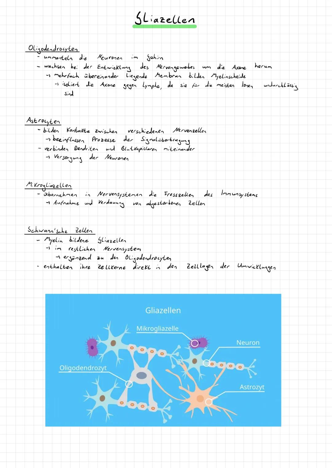 Aufnahme, Weitergabe und Verarbeitung von Informationen.
→Kommunikation
→ Hormonsystem
- Informationsaufnahme und -verarbeitung im Nervensys