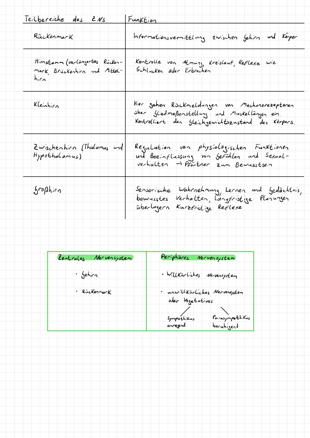 Aufnahme, Weitergabe und Verarbeitung von Informationen.
→Kommunikation
→ Hormonsystem
- Informationsaufnahme und -verarbeitung im Nervensys
