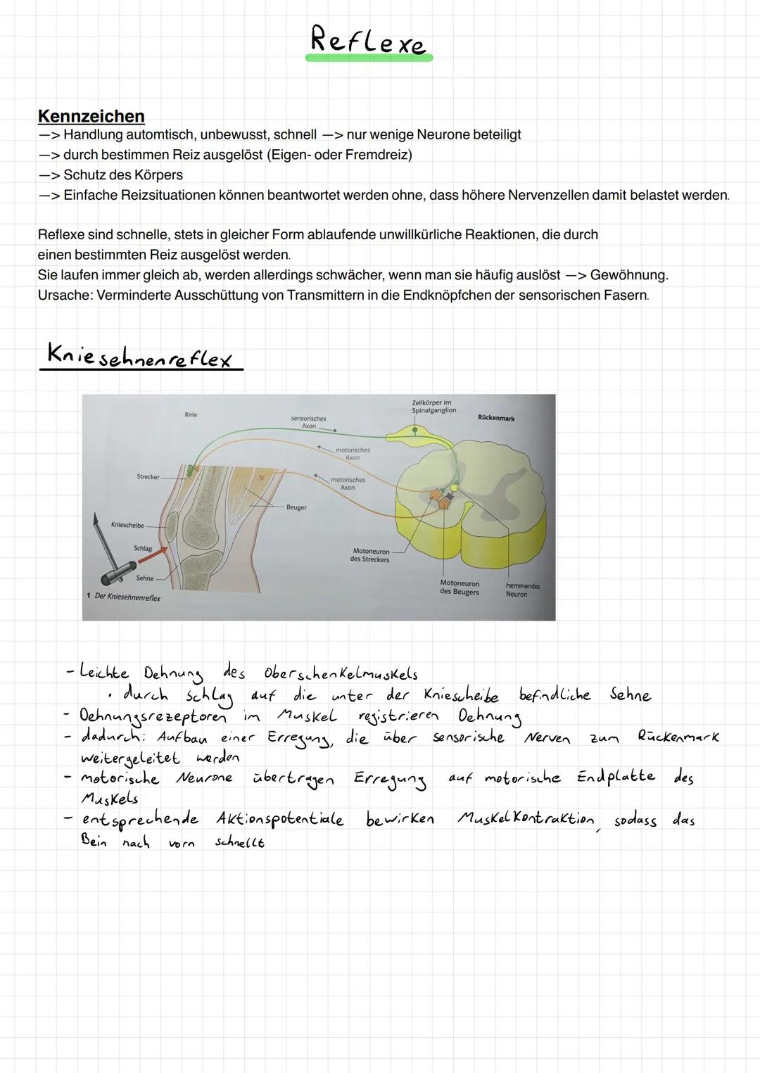 Aufnahme, Weitergabe und Verarbeitung von Informationen.
→Kommunikation
→ Hormonsystem
- Informationsaufnahme und -verarbeitung im Nervensys