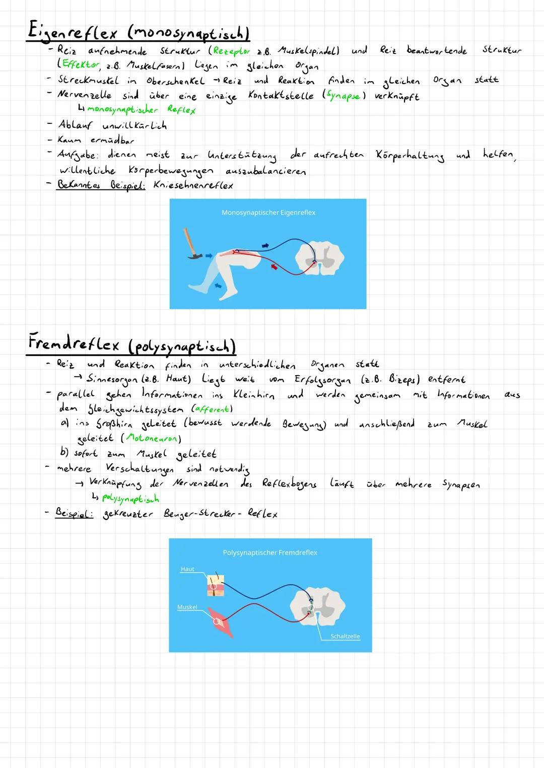 Aufnahme, Weitergabe und Verarbeitung von Informationen.
→Kommunikation
→ Hormonsystem
- Informationsaufnahme und -verarbeitung im Nervensys