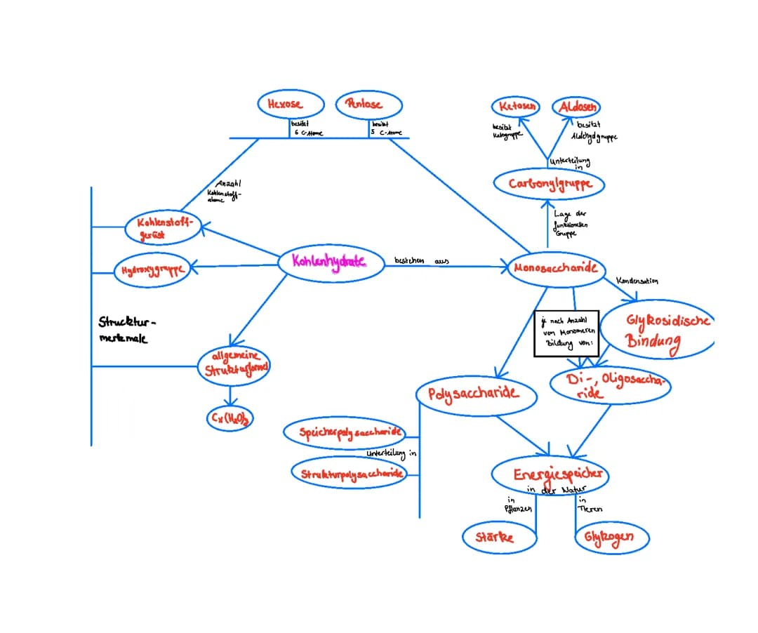 Kohlenhydrate Concept Map 
