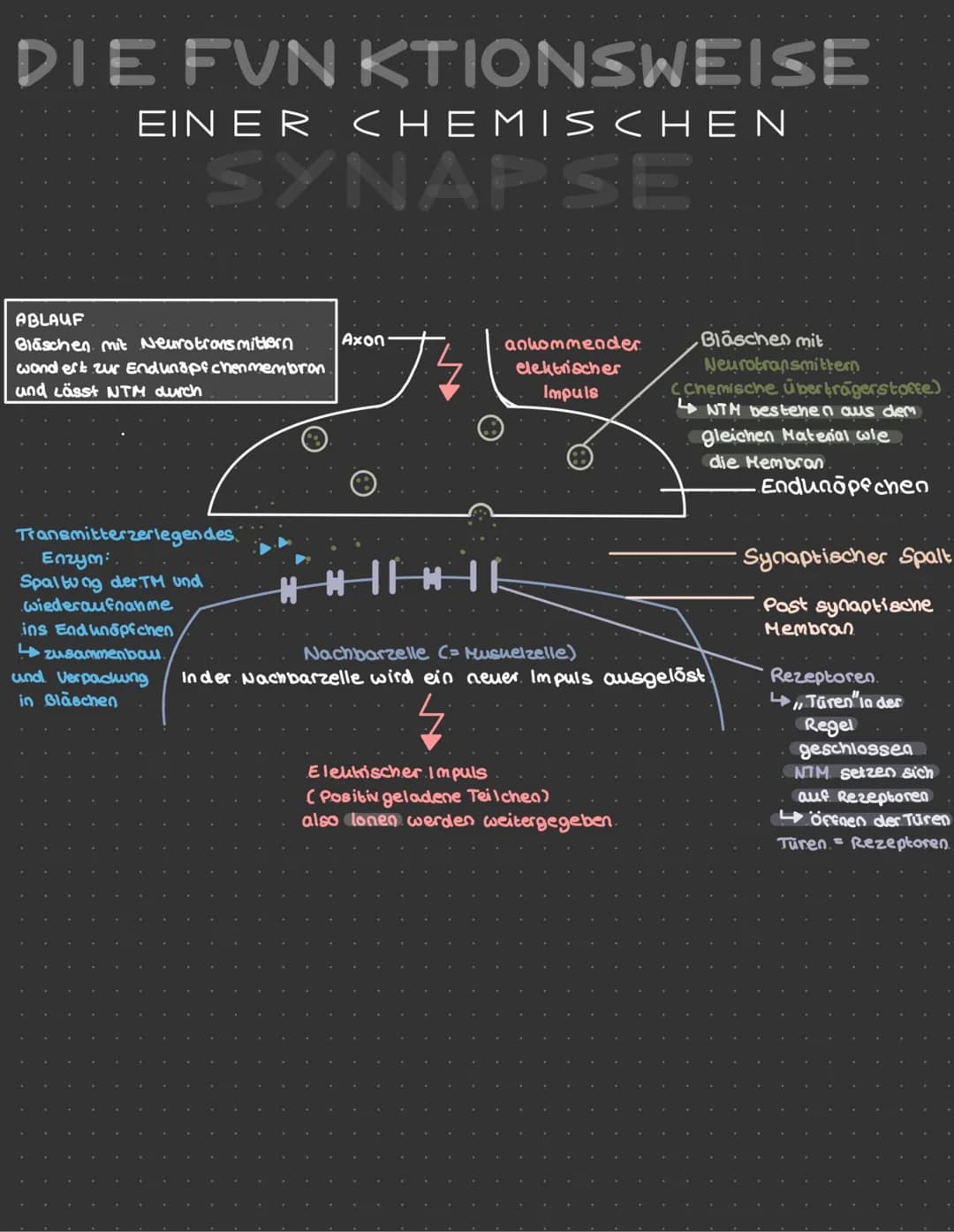 DIE FUNKTIONSWEISE
EIN ER CHEMISCHEN
SYNAPSE
ABLAUF
Bläschen mit Neurotransmittern
wondert zur Endunöpfchenmembron.
und Lässt NTM durch
Tran
