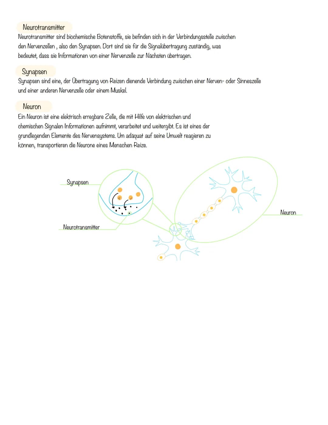  Morbus Parkinson
Von Deen, Kaya, Hannah, Lina, Jana, Franziska
-
Gesundes Gehirn
Normale Nervenimpulse für
Bewegungsablaufe
Das Parkinson-S