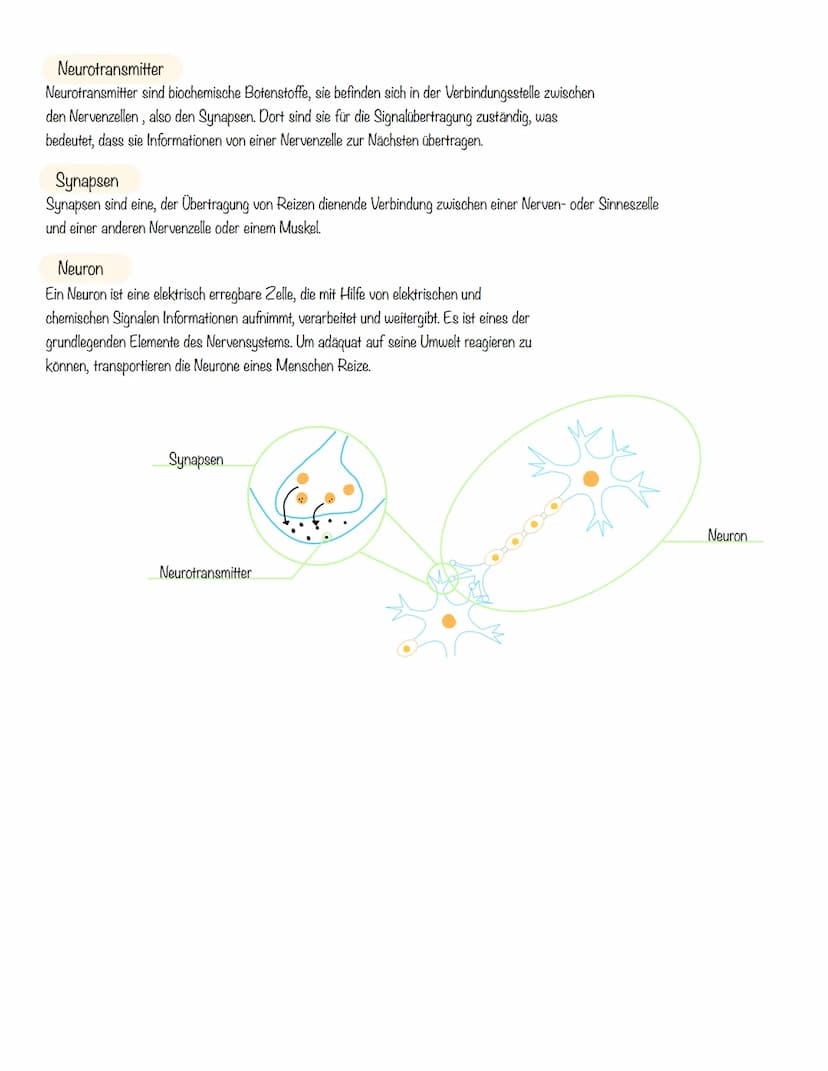  Morbus Parkinson
Von Deen, Kaya, Hannah, Lina, Jana, Franziska
-
Gesundes Gehirn
Normale Nervenimpulse für
Bewegungsablaufe
Das Parkinson-S