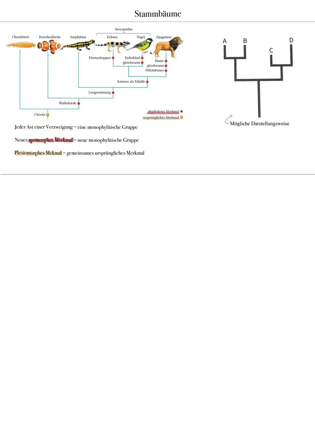 Morphologischer Artbegriff
Alle Individuen gehören zu einer Art, die in ihren wesentliche
Merkmalen übereinstimmen
z.B. in der Gestalt und A