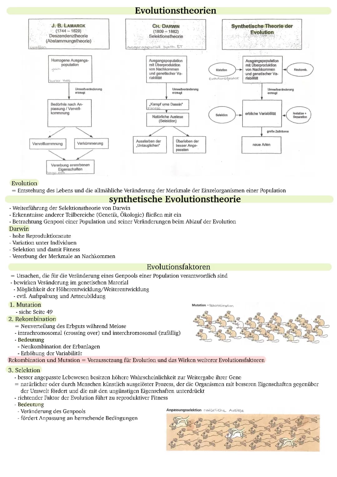 synthetische Evolutionstheorie