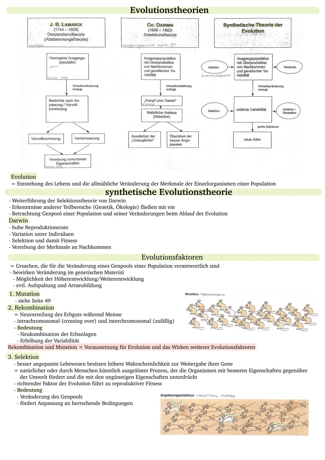 Giraffen
J. B. LAMARCK
(1744-1829)
Deszendenztheorie
(Abstammungstheorie)
Homogene Ausgangs-
population
gleich
laurzer Hals
Bedürfnis nach A