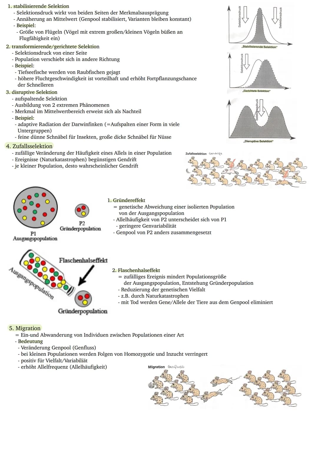 Giraffen
J. B. LAMARCK
(1744-1829)
Deszendenztheorie
(Abstammungstheorie)
Homogene Ausgangs-
population
gleich
laurzer Hals
Bedürfnis nach A