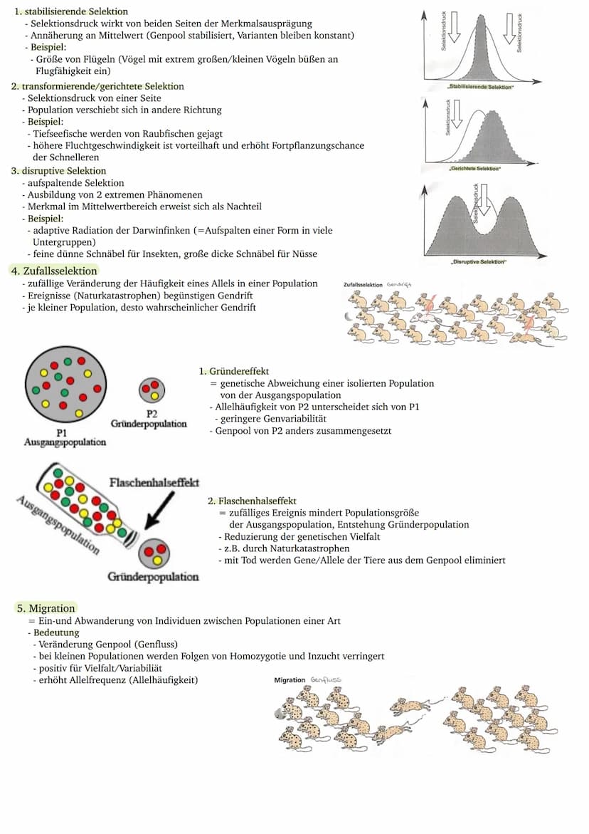 Giraffen
J. B. LAMARCK
(1744-1829)
Deszendenztheorie
(Abstammungstheorie)
Homogene Ausgangs-
population
gleich
laurzer Hals
Bedürfnis nach A