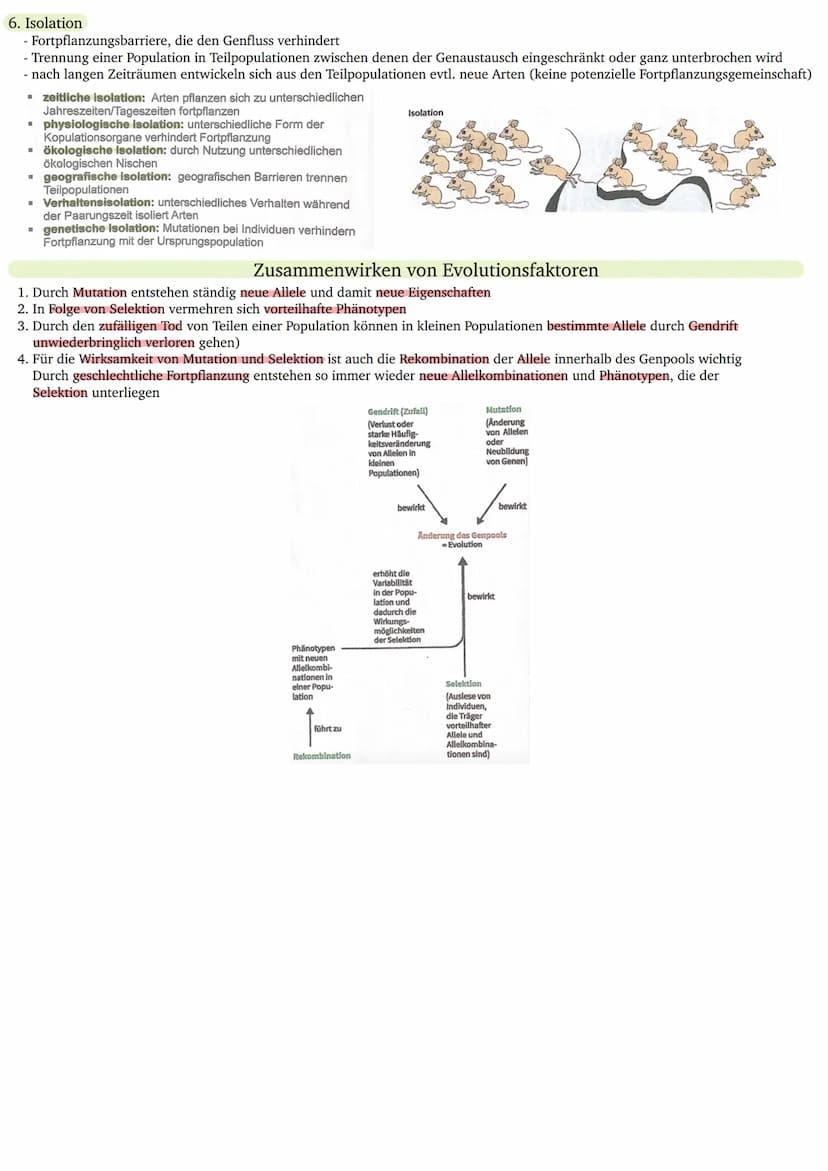 Giraffen
J. B. LAMARCK
(1744-1829)
Deszendenztheorie
(Abstammungstheorie)
Homogene Ausgangs-
population
gleich
laurzer Hals
Bedürfnis nach A