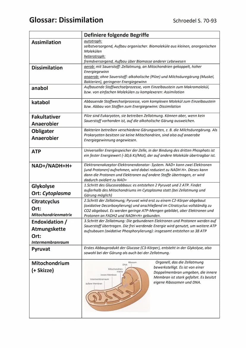 Biologie Ka 2-13/2
Ökologie
BEDEUTUNG DER FOTOSYNTHESE
Bedeutung für Erzeugung von Sauerstoff:
=
Fotosynthese ist wichtigster Stoffwechselpr