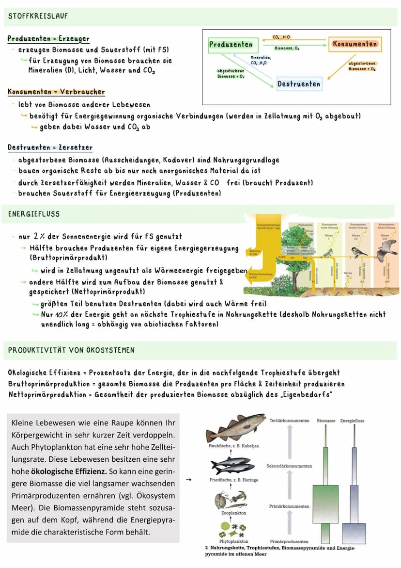 Biologie Ka 2-13/2
Ökologie
BEDEUTUNG DER FOTOSYNTHESE
Bedeutung für Erzeugung von Sauerstoff:
=
Fotosynthese ist wichtigster Stoffwechselpr