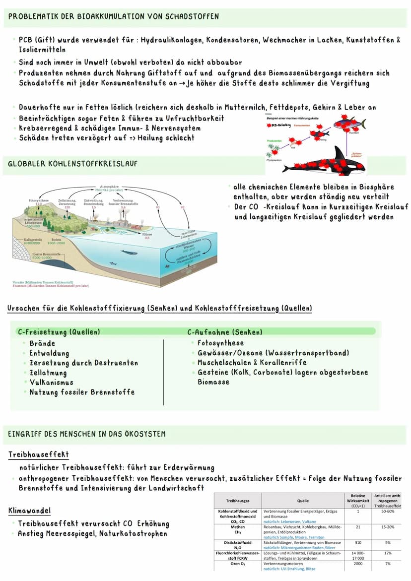 Biologie Ka 2-13/2
Ökologie
BEDEUTUNG DER FOTOSYNTHESE
Bedeutung für Erzeugung von Sauerstoff:
=
Fotosynthese ist wichtigster Stoffwechselpr