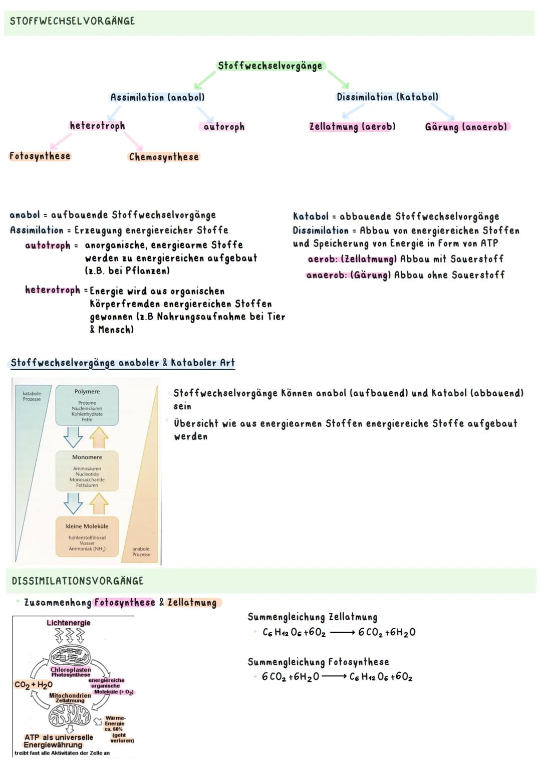 Biologie Ka 2-13/2
Ökologie
BEDEUTUNG DER FOTOSYNTHESE
Bedeutung für Erzeugung von Sauerstoff:
=
Fotosynthese ist wichtigster Stoffwechselpr