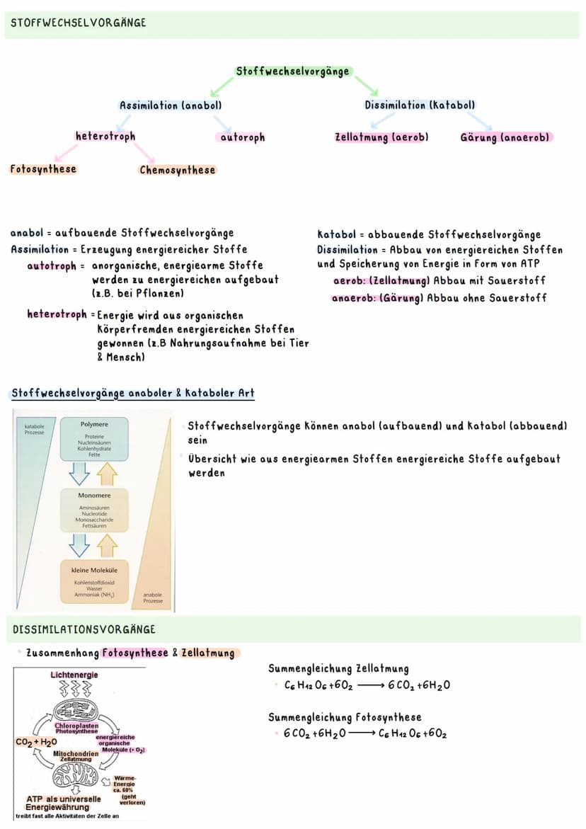 Biologie Ka 2-13/2
Ökologie
BEDEUTUNG DER FOTOSYNTHESE
Bedeutung für Erzeugung von Sauerstoff:
=
Fotosynthese ist wichtigster Stoffwechselpr